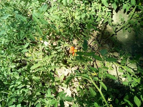 O laranja do tomate cherry ressalta no meio da folhagem verde